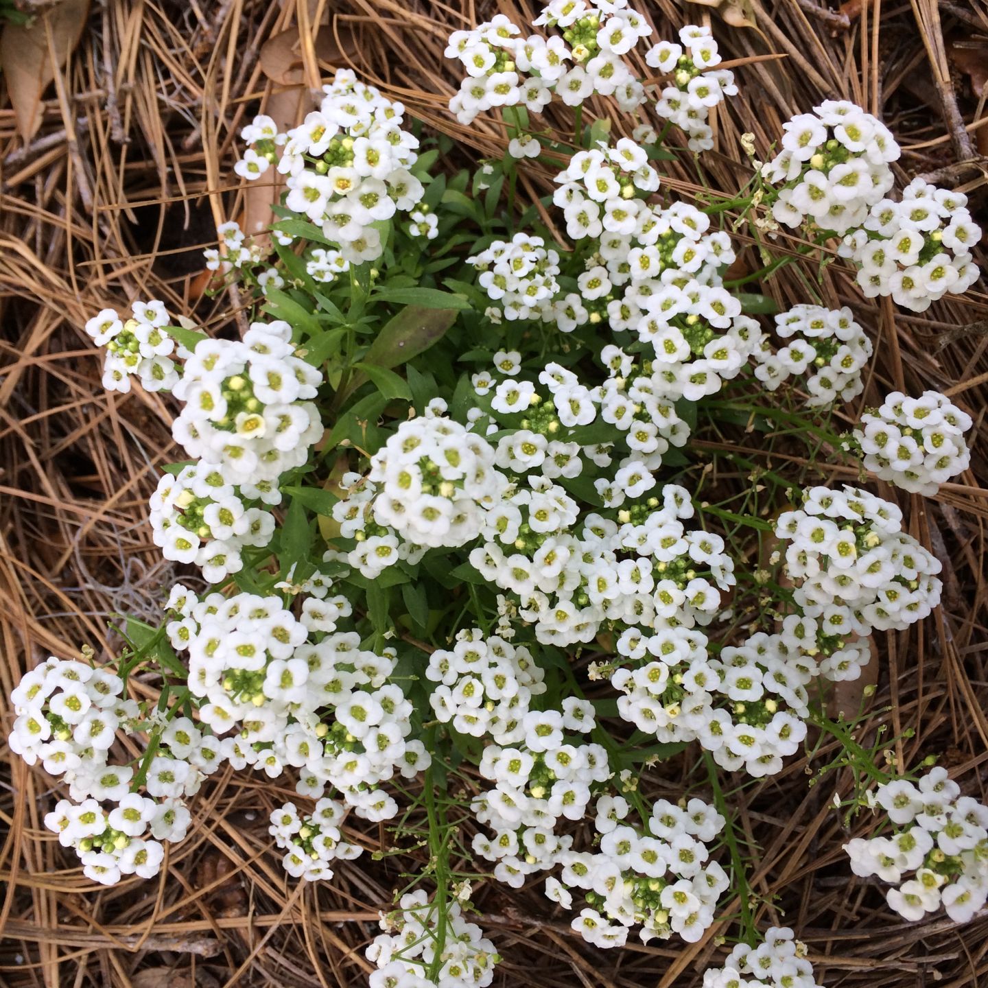 Alyssum